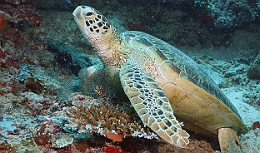 Sipadan_2015_Tortue Franche_Chelonia mydas_IMG_2342_rc